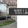 桜探訪２０２３・石切から額田編