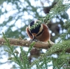 日本　谷汲山華厳寺のヤマガラ 