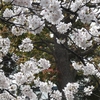 八幡山公園のさくら