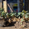 近隣繁華街のねこさん