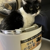 なんで炊飯器に君がセットされてるのかニャ🐈
