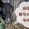 水牛の赤ちゃんの、その後🐮