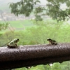 「五月雨」「走り梅雨」ってどんな雨？小学生と学ぶ梅雨にまつわる言葉の豆知識