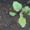 自家菜園で夏野菜を植え食を豊かに