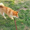 お留守番デー