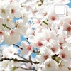 2 夙川の桜を見に行った！