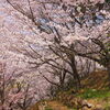 山梨観桜旅行（１）：勝沼・大善寺，国宝本堂と桜と。