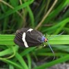 湿地の虫たち