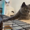 映画評論猫Asari☆真夏の恐怖！！！映画「来る」を見たよ！！！
