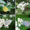 ソバの花のチョウ