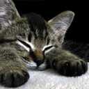 かりんの本棚　ときどき猫