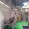 世界は猫でできている／世界はフクロウでもできている