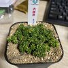 【植物】新入り紹介：ゴーラム、大唐米、グリーンネックレス、エケベリア、etc...