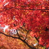 紅葉の姫山公園