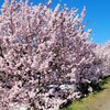 早咲きの桜「春めき桜」を見に行こう！②【南足柄市 春木径・幸せ道】