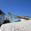 カマキリ