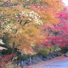 札幌の紅葉