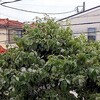ハナミズキ剪定