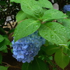 雨宿りする紫陽花