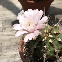 昨日の翠晃冠の花。今年3番目に咲いた花です。ネットの情報が多くて迷うこともある。