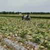 ゼロコロナによる中国の農業危機