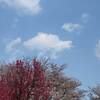 浜離宮恩賜庭園 紅葉 モミジ 見頃時期は？