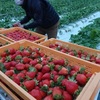 クリスマスに、贈り物に…イチゴ収穫本格化　玉名市