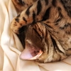 眠り方を工夫する猫たち