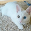 ソリティア厨の頭を覗けるところ