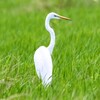 田んぼの中のダイサギ