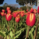 blooming