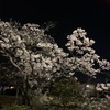 桜を見に行きました