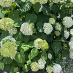開花状況⑬：白の地植えアナベルと鉢植えのアナベルミニルビー