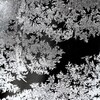 雪の花