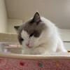 夕方、とても熱心にお窓観察したふくちゃん