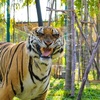 Tiger Park Phuket！