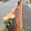 世界に誇る日本の街の風景 ”街路樹による桜のトンネル" が一斉に危機を迎える?