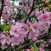 河津桜🌸いい感じに撮れた気がする✨