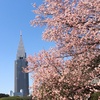 桜の花を、あと何回見ることができると思いますか？