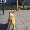 サマーカットしました