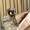 【犬のこと】子宮蓄膿症　退院後～