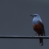 イソヒヨドリ｜すっかり街の鳥...