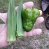 我が家の家庭菜園収穫開始