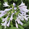 Agapanthus