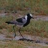 シロクロゲリ(Blacksmith Lapwing)など