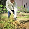 浜ちゃん日記　　家庭菜園落花生の収穫