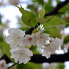 さまざまな桜「白妙（シロタエ）」