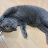 涼しくて二度寝(コテツ　猫　 1歳)