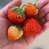 念願の収穫！