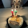 愛犬ビッキーは17才になりました